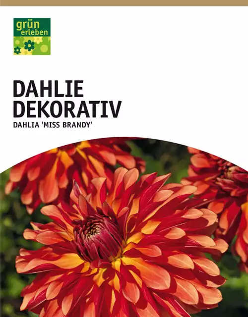 Dekorative Dahlie