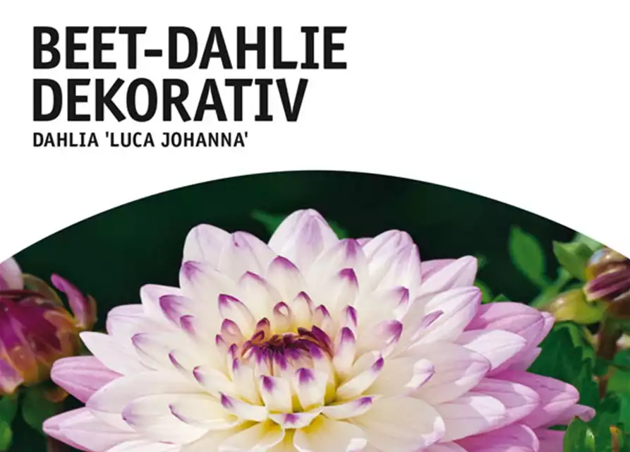 Beet-Dahlie Dekorativ