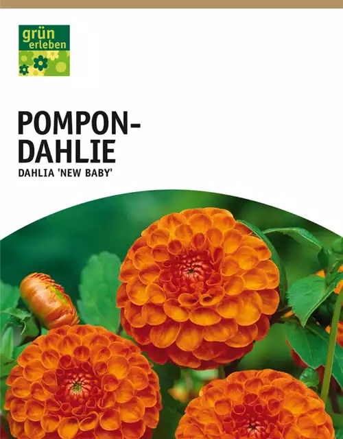 Pompon-Dahlie