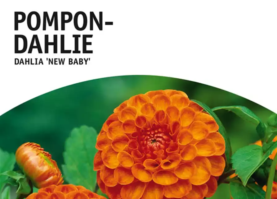 Pompon-Dahlie