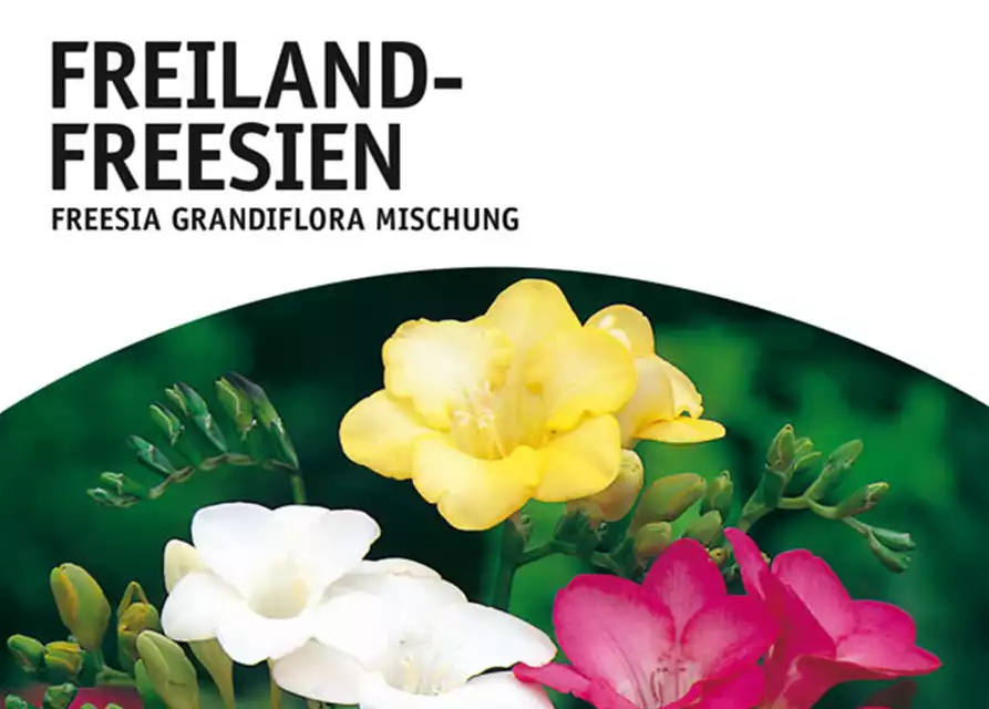 Freiland-Freesien