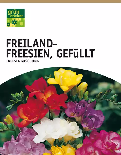 Freiland-Freesien, Gefüllt