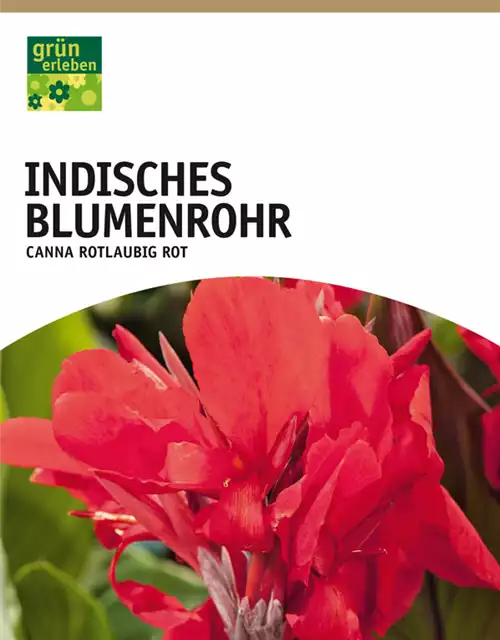 Indisches Blumenrohr