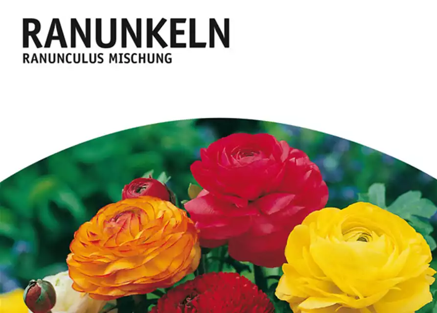 Ranunkeln