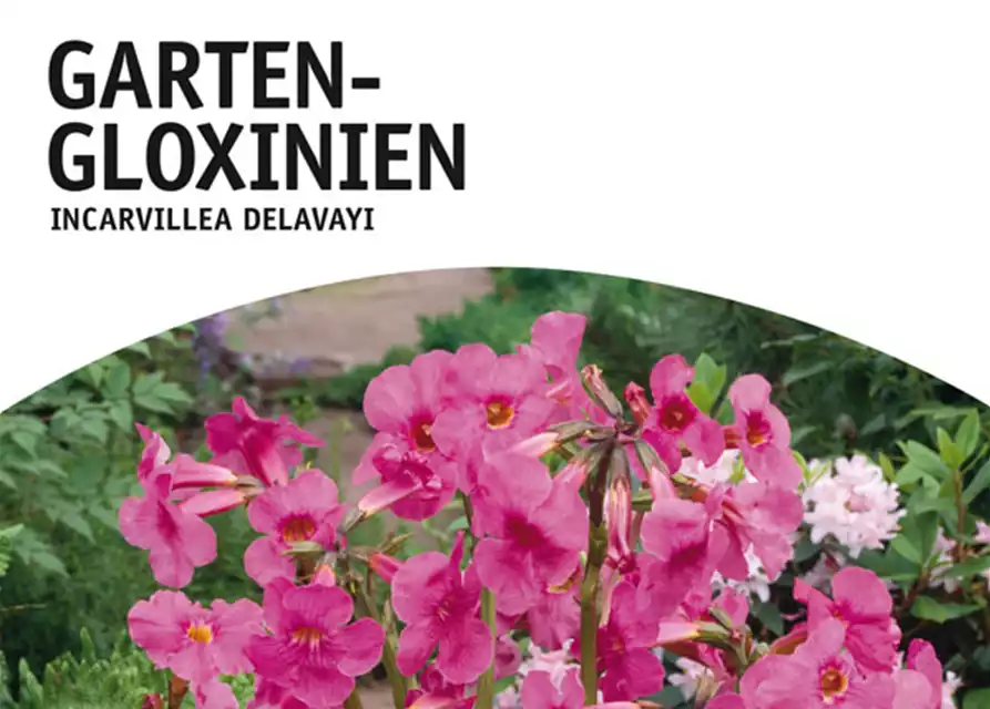 Garten-Gloxinien