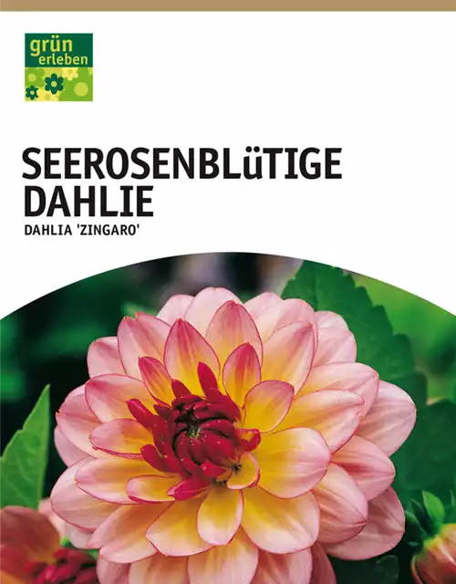 Seerosenblütige Dahlie, Dekorativ 