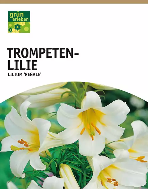 Trompeten-Lilie