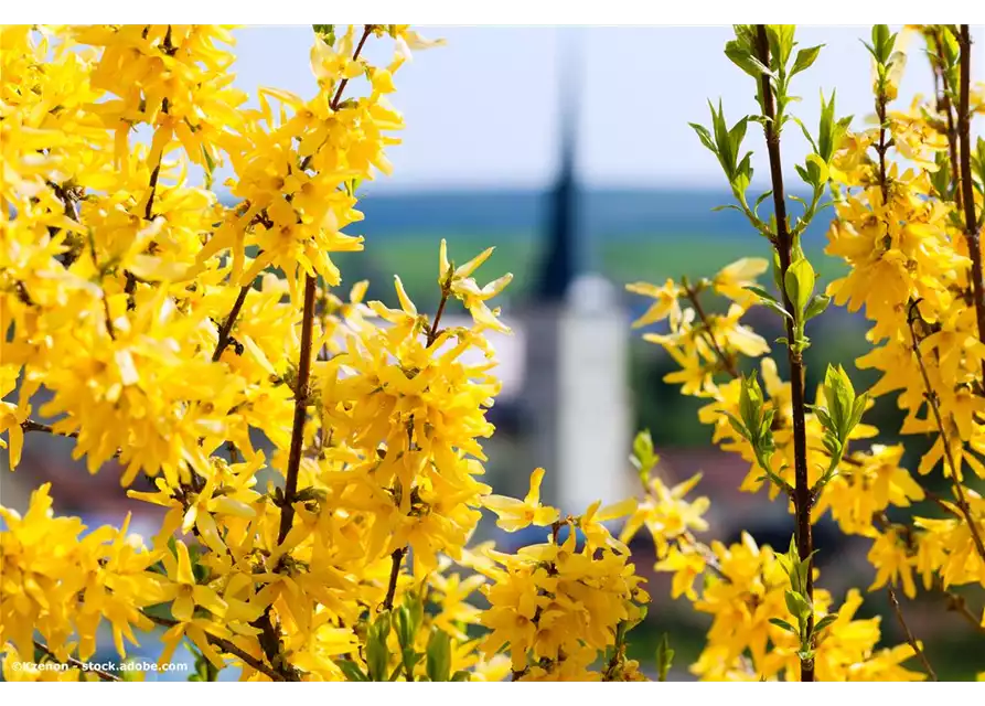 BLüTENHECKE