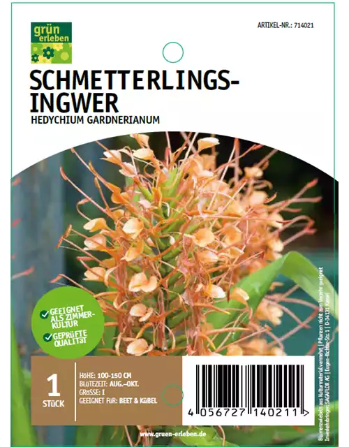 Schmetterlings-Ingwer