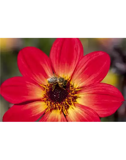 DAHLIEN - BLüHWUNDER IM HOCHSOMMER