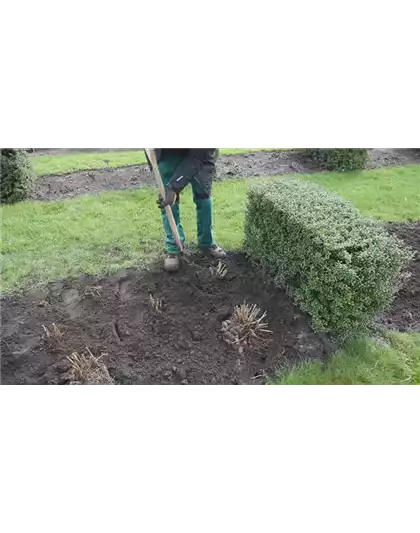 Dahlien - Einpflanzen im Garten