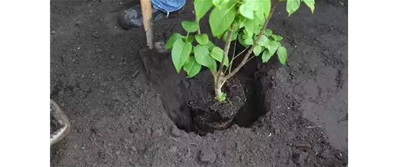 FLIEDER - EINPFLANZEN IM GARTEN