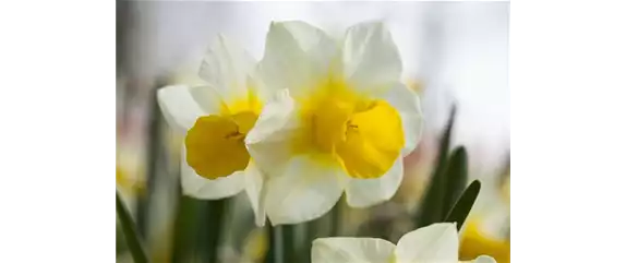 FRüHLING AUF DEM BALKON