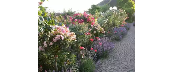 DER ROSENGARTEN - SCHLICHTE ELEGANZ UND TOLLE DüFTE