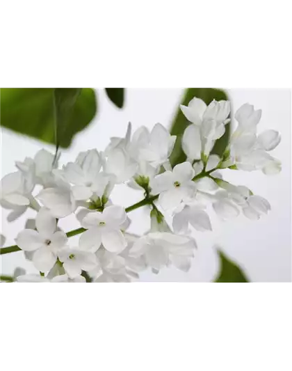 FLIEDER - EINPFLANZEN IM GARTEN