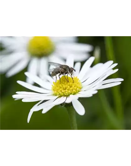 BIOLOGISCHER PFLANZENSCHUTZ IM GARTEN