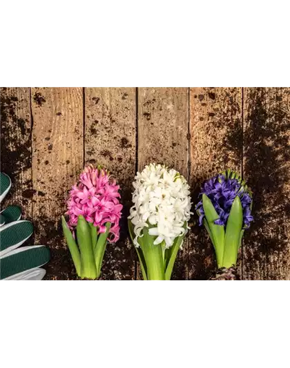 DER FRüHLING WIRD BUNT