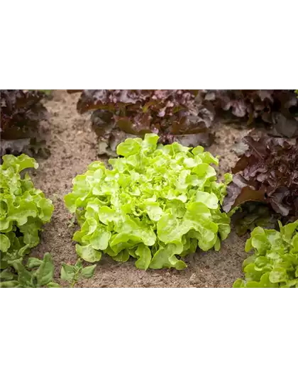 DA HABEN WIR DEN SALAT