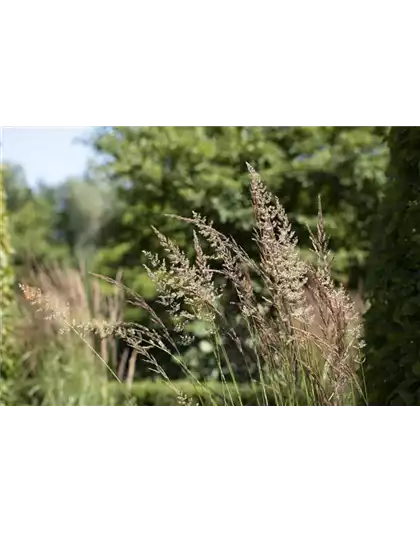 WIE GRäSER DEN GARTEN AUFWERTEN