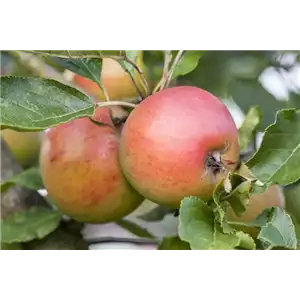 SOMMERSCHNITT FüR OBSTBäUME