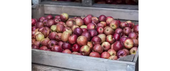 SOMMERSCHNITT FüR OBSTBäUME