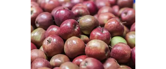 SOMMERSCHNITT FüR OBSTBäUME