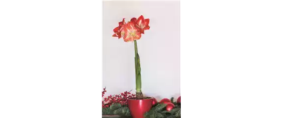 PRACHTVOLLE STERNE! DEKORATIONSWUNDER AMARYLLIS.