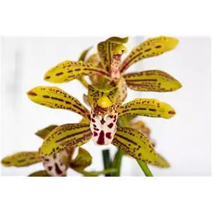 Cymbidium