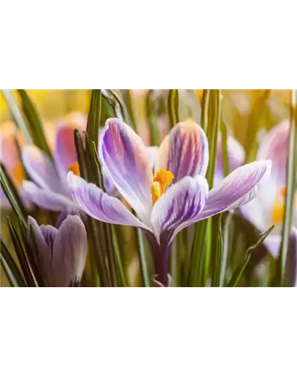 INSEKTENFREUNDLICHES FRüHJAHR!