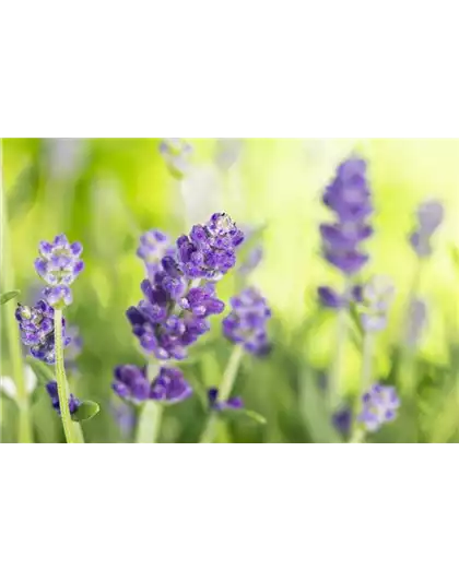 DIE VIELSEITIGE ANWENDUNG VON LAVENDEL!