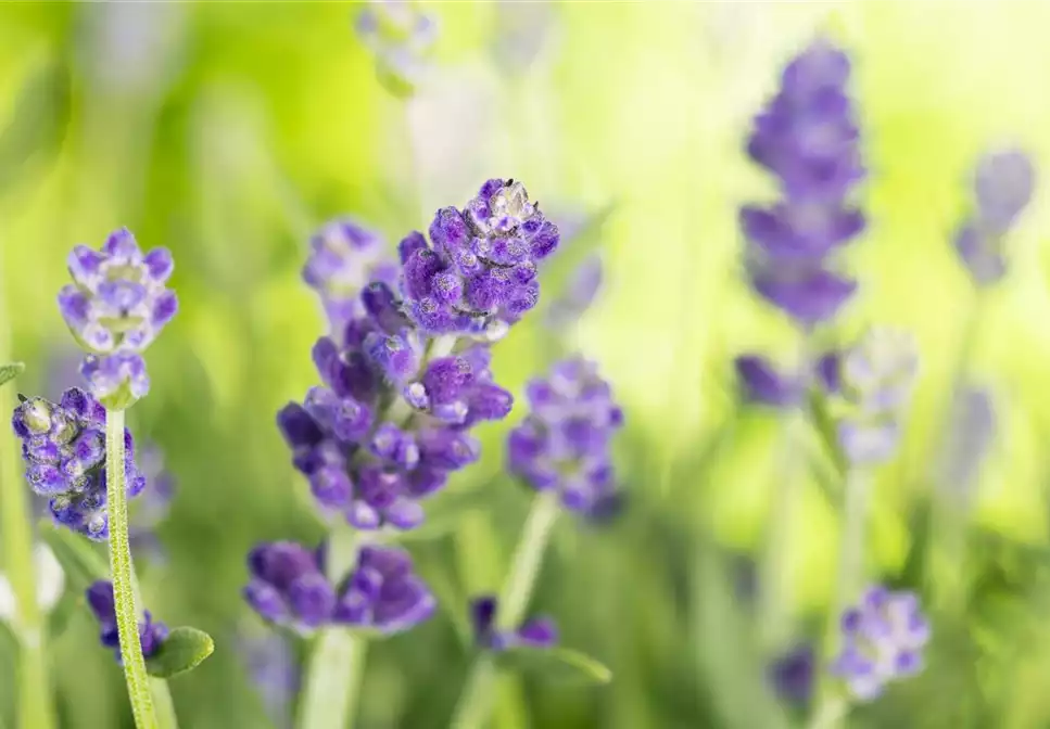 DIE VIELSEITIGE ANWENDUNG VON LAVENDEL!