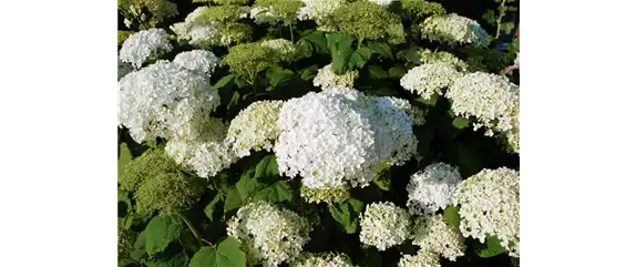 SCHATTIGES PLÄTZCHEN! GENIESSE DIE BLÜTENPRACHT. 