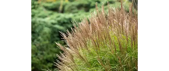 Chinaschilf Miscanthus sinensis 