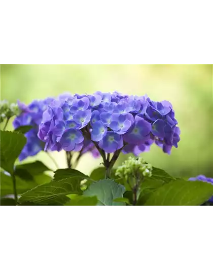 DIE HORTENSIE - DER SCHöNE GARTENKLASSIKER