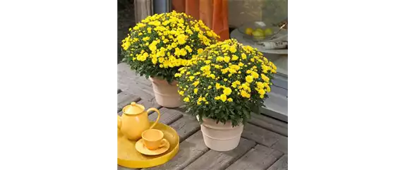 BLüTEN FüR DEN HERBSTBALKON!