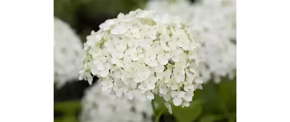 DIE HORTENSIE - DER SCHöNE GARTENKLASSIKER