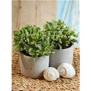 Crassula