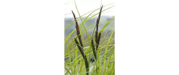 WIE GRäSER DEN GARTEN AUFWERTEN