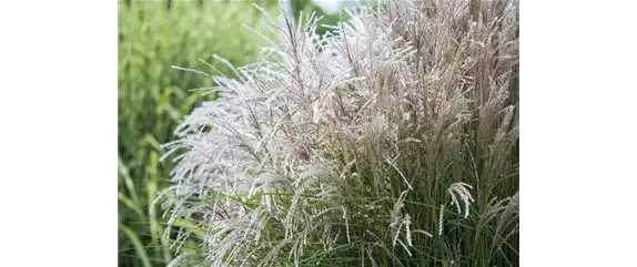 WIE GRäSER DEN GARTEN AUFWERTEN