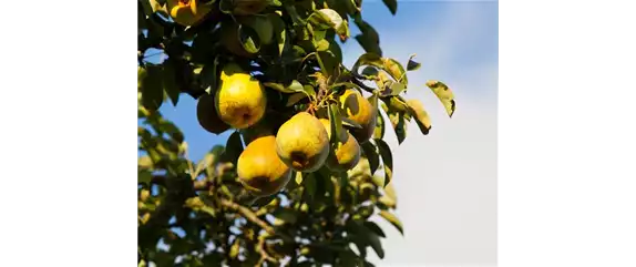 STREUOBSTWIESE - GESUNDHEIT ZUM SELBERPFLüCKEN