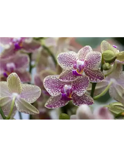 ORCHIDEEN GEGEN DEN WINTERBLUES!