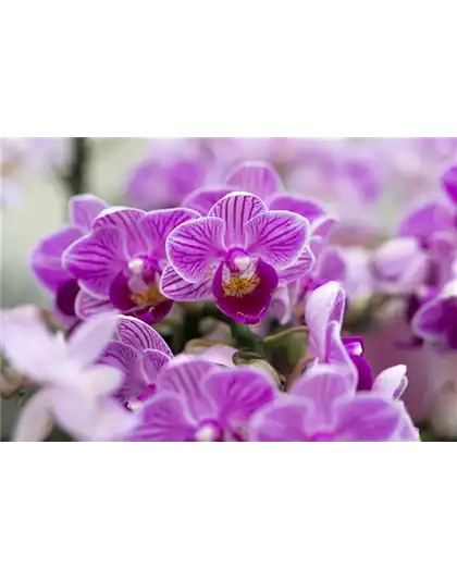 ORCHIDEEN-VIELFALT