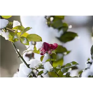 WEIHNACHTLICHE STIMMUNG IM GARTEN