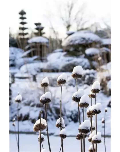 WEIHNACHTLICHE STIMMUNG IM GARTEN